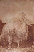 Pelican.GIF (21727 bytes)